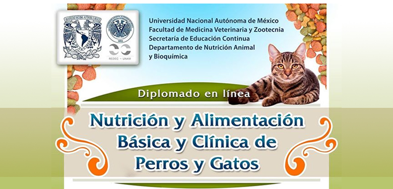 Diplomado en línea: Nutrición y Alimentación Básica y Clínica de Perros y  Gatos