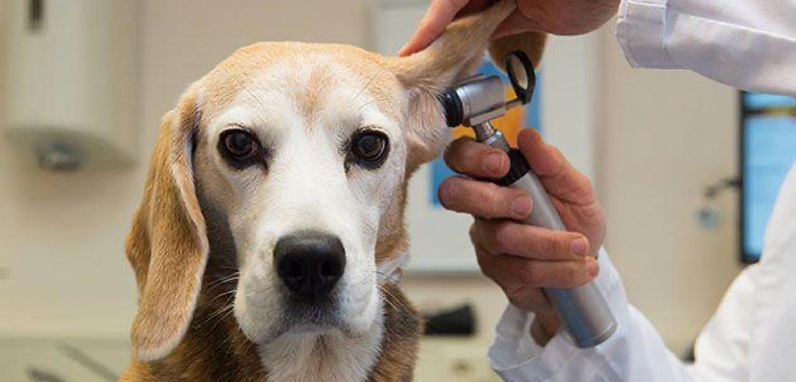 Otitis externa o infección en el oído, aprende a detectar los signos en tu  mascota