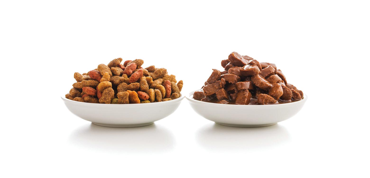 ¿Comida seca o húmeda para los perros?