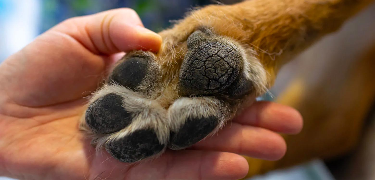 Las almohadillas de los perros y los problemas de resequedad Las almohadillas de los perros y los problemas de resequedad