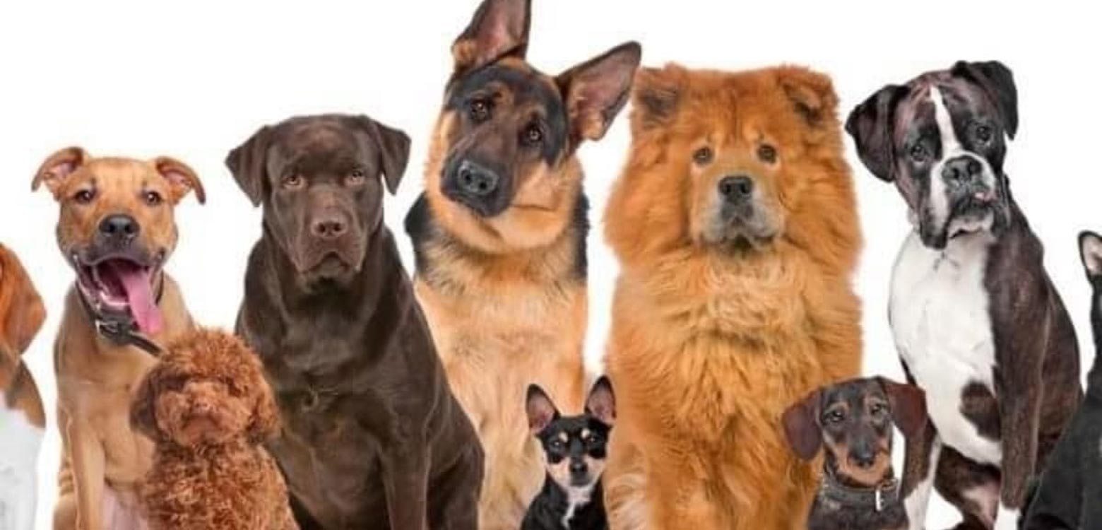 ¿Conoces los siete grupos de razas de perros? Parte 2.