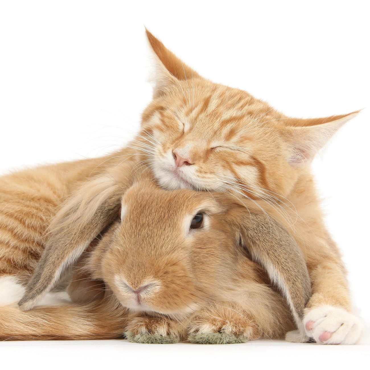 Pera puerta suelo Gatos y conejos; ¿cómo se llevan?, ¿cómo socializarlos?, ¿cómo convivir  todos juntos?